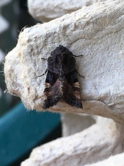 Euplexia benesimilis