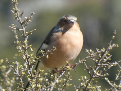 Fringilla coelebs gengleri