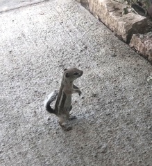 Ammospermophilus leucurus