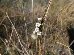 Dracophyllum uniflorum