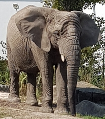 Elephantidae