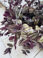 Tradescantia zebrina