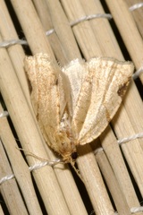 Paramesia gnomana