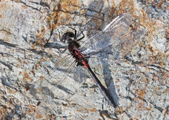 Leucorrhinia proxima