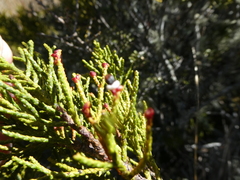 Halocarpus bidwillii
