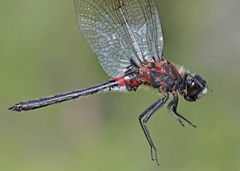 Leucorrhinia proxima