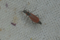 Anthocomus rufus