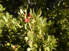 Phyllocladus alpinus