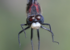 Leucorrhinia proxima
