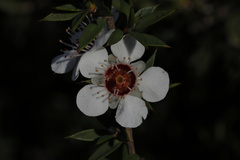 Leptospermum