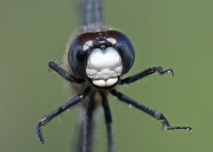 Leucorrhinia proxima
