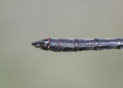 Leucorrhinia proxima