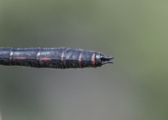 Leucorrhinia proxima