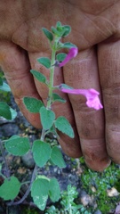 Scutellaria seleriana