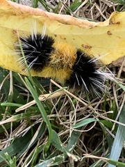 Lophocampa maculata