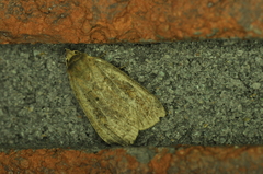 Orthodes cynica