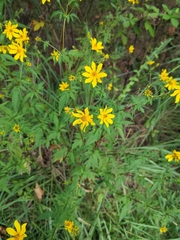 Bidens aristosa