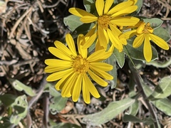Heterotheca hirsutissima