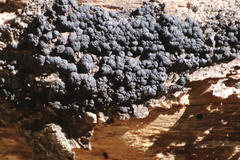 Kretzschmaria deusta