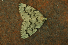 Nepytia canosaria
