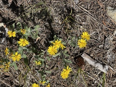 Heterotheca hirsutissima