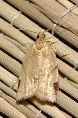 Paramesia gnomana
