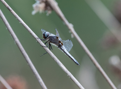 Libellula fulva
