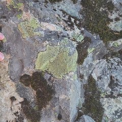 Rhizocarpon