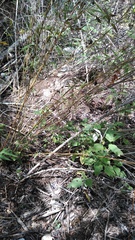 Bambusoideae