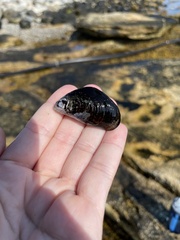 Mytilidae