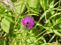 Megachile