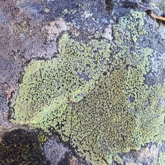 Rhizocarpon