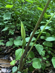 Arisaema