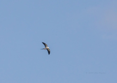 Elanoides forficatus