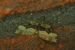 Euphyia intermediata