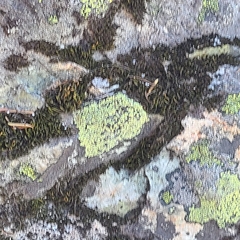 Rhizocarpon