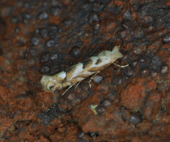 Phyllonorycter apparella