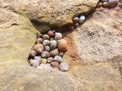 Littorina saxatilis