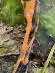 Botrylloides violaceus