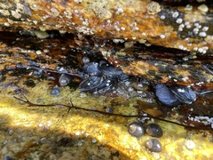 Mytilidae