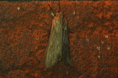 Cucullia intermedia