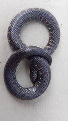 Atractus crassicaudatus