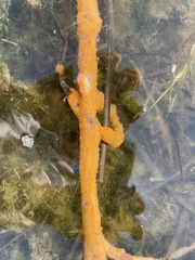 Botrylloides violaceus