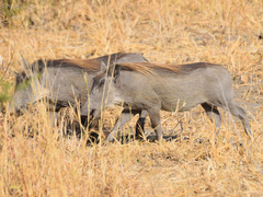 Phacochoerus africanus massaicus