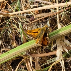 Ochlodes sylvanoides