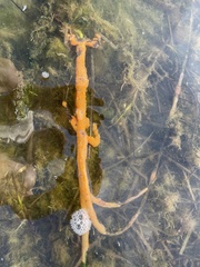 Botrylloides violaceus