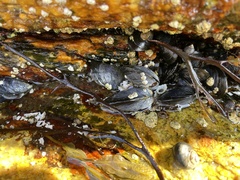 Mytilidae