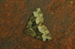 Euphyia intermediata