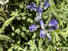 Lupinus argenteus