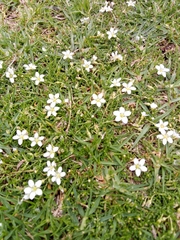 Arenaria lanuginosa